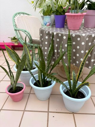 Plantas de interior Sansevieria