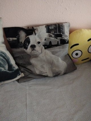 Cojín Decorativo Perro Bulldog Francés,el precio