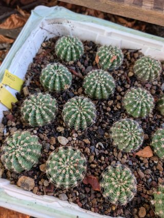 Wn0267 Lobivia Echinopsis Trichocereus