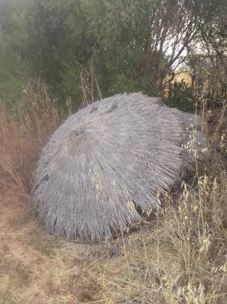 Sombrillas artesanales de paja.100 euros cada una