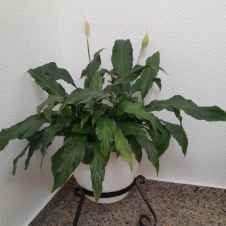 Planta de interior grande
