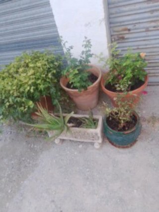 Plantas en maceta