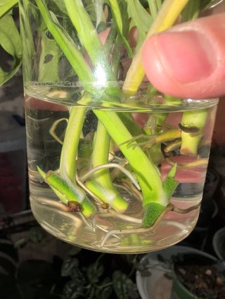 Talea Monstera Adansonii radicata