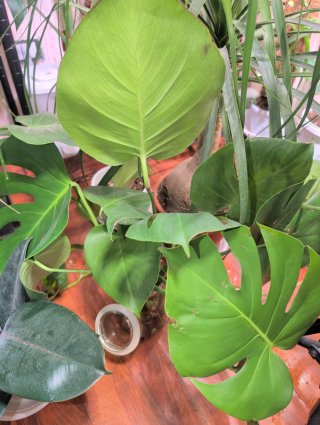 Talea Monstera Deliciosa forma grande radicata