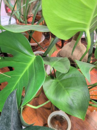 Talea Monstera Deliciosa forma grande radicata