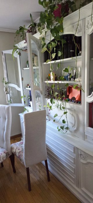 Pintor profecional y economico