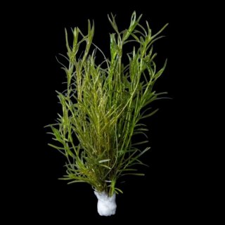 Pack Plantas Aquário - Cryptocoryne e Hygrophila