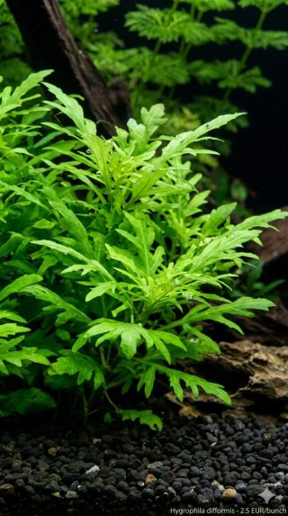 Pack Plantas Aquário - Cryptocoryne e Hygrophila