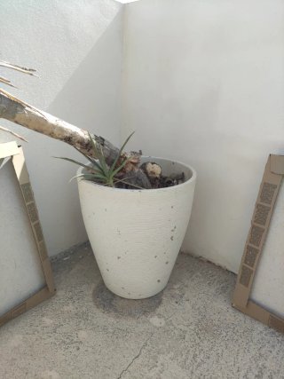 Macetero de cerámica blanco