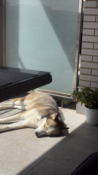 Cuidador mascotas Zaragoza