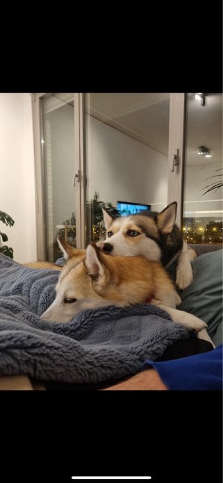 Cuidador mascotas Zaragoza