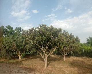 Terreno en venta en Bítem (Tortosa) Negociable