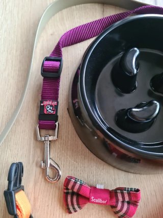 Lote accesorios perro: collar, correa, cuenco
