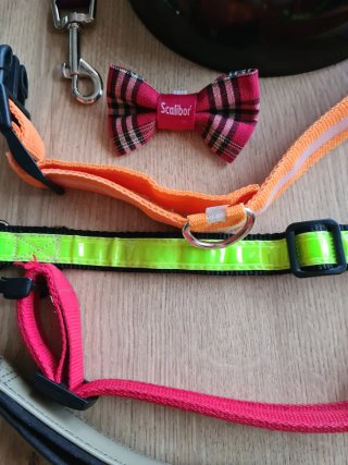Lote accesorios perro: collar, correa, cuenco