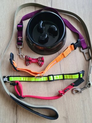 Lote accesorios perro: collar, correa, cuenco