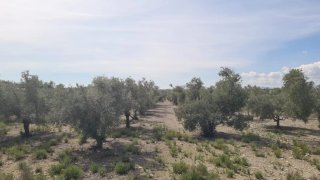 Finca Rústica 20.922m² con 450 Olivos