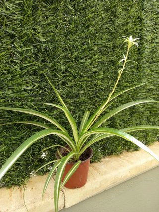 Planta Cinta con Flor