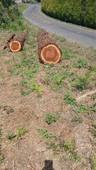 Venta de 3 piezas de madera de secuoya