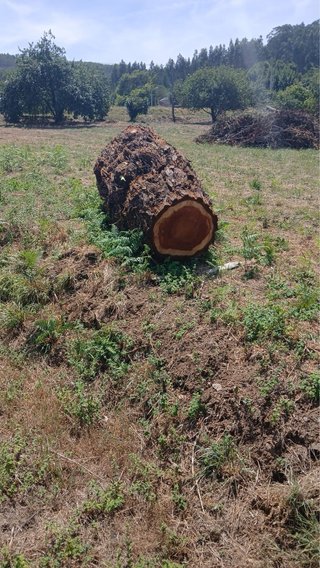 Venta de 3 piezas de madera de secuoya
