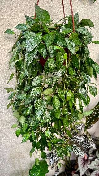 HOYA KROHNIANA ESKIMONO GRANDE