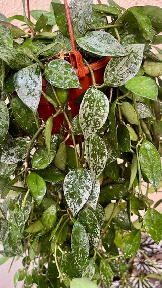HOYA KROHNIANA ESKIMONO GRANDE