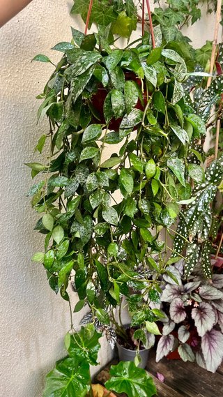 HOYA KROHNIANA ESKIMONO GRANDE