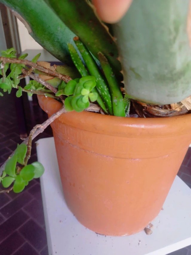 Oferta Pack plantas  ❤️
