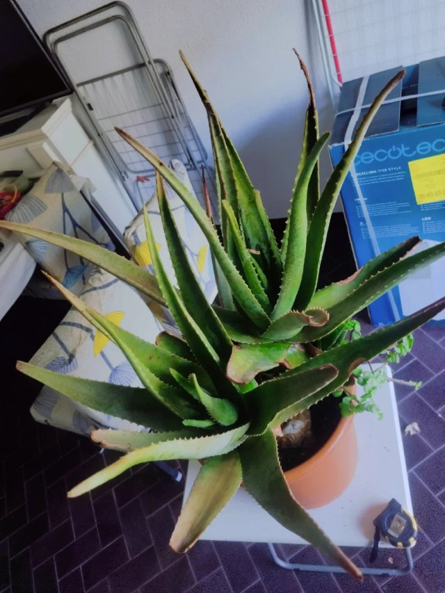 Oferta Pack plantas  ❤️