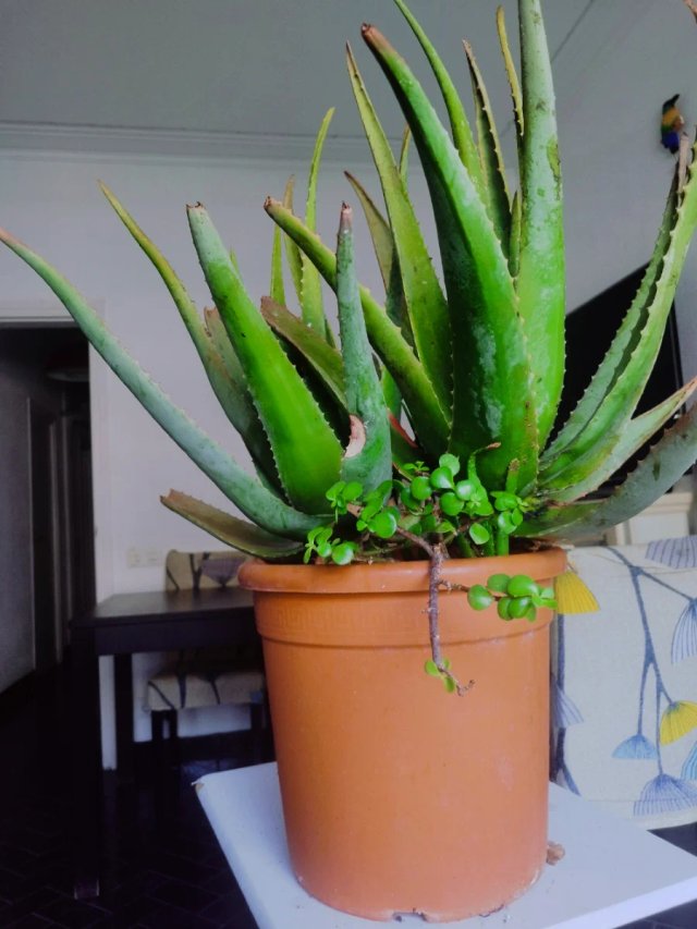 Oferta Pack plantas  ❤️