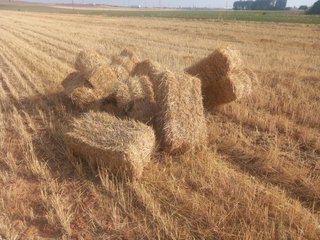 80 paquetes de paja de trigo