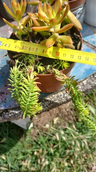 Sedum nussbaumerianum y sedum rupestre
