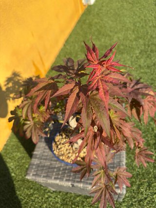 Bonsái Acer Atropurpureum