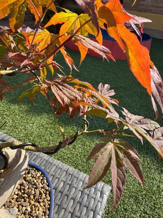 Bonsái Acer Atropurpureum