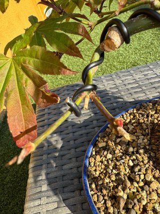 Bonsái Acer Atropurpureum