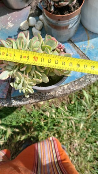 Crassula 'Money Maker' Variegata