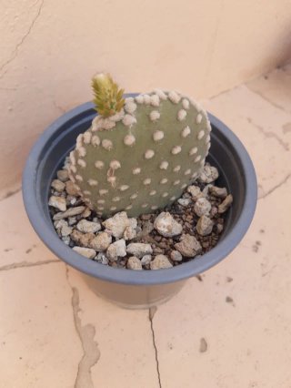 Cactus Opuntia - Orejas de mickey. Varios precios