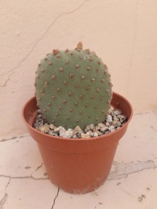 Cactus Opuntia - Orejas de mickey. Varios precios