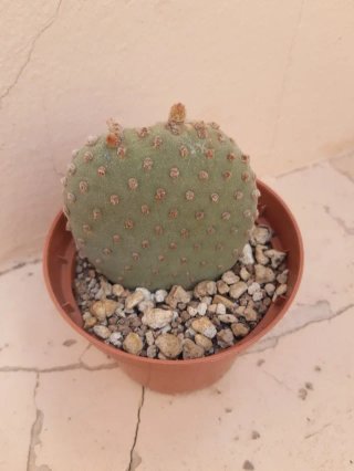 Cactus Opuntia - Orejas de mickey. Varios precios