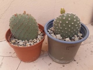 Cactus Opuntia - Orejas de mickey. Varios precios
