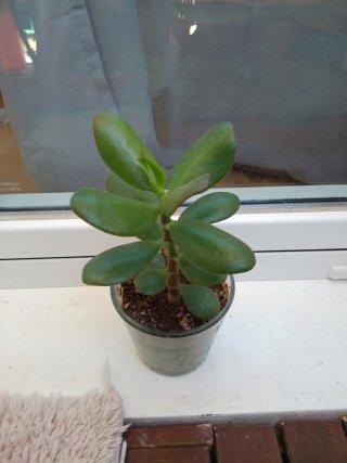 Planta Jade