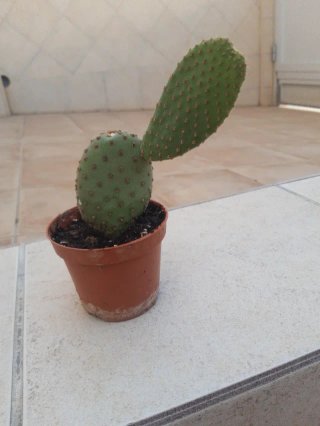 Plantas Suculentas y Cactus. Varios precios.