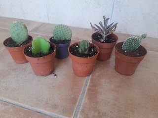 Plantas Suculentas y Cactus. Varios precios.
