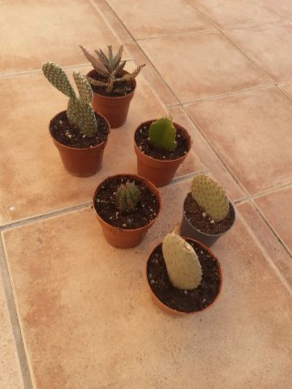 Plantas Suculentas y Cactus. Varios precios.