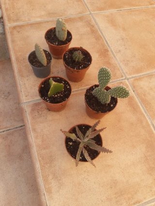 Plantas Suculentas y Cactus. Varios precios.