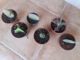 Plantas Suculentas y Cactus. Varios precios.