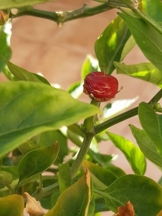 Plantas guindilla chile picante en tiesto plastico