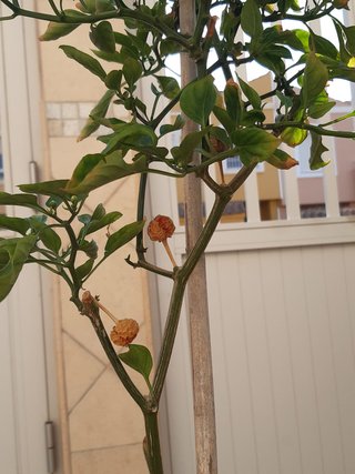 Plantas guindilla chile picante en tiesto plastico