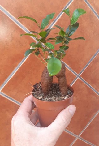 Ficus Ginseng num 2. En mano.