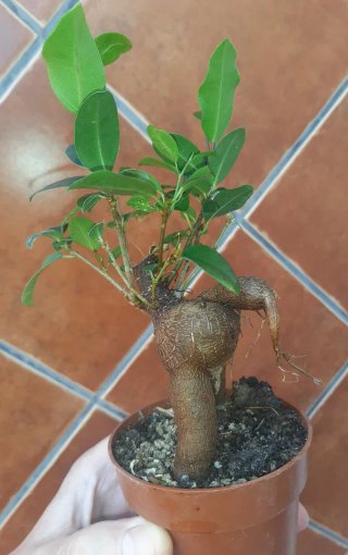 Ficus Ginseng num 2. En mano.
