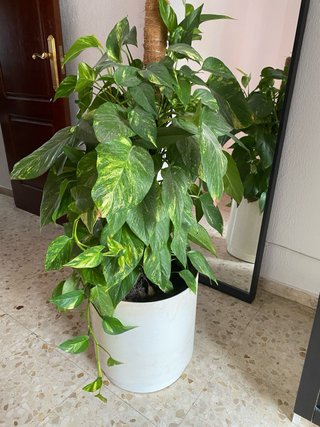 Planta grande y exuberante en maceta blanca